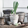 Neptune Seasonal_Garden_Garden accessories default Basil Terracotta Pot, Small