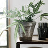 Neptune Seasonal_Garden_Garden accessories default Sage Terracotta Plant Pot, Large