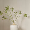 Neptune Flowers & Plants Queen Anne's Lace Stem, Green
