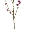 Neptune Flowers & Plants Callicarpa Twig