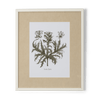 Neptune Wall Art Acanthus Spinolus Clipsham Botanical